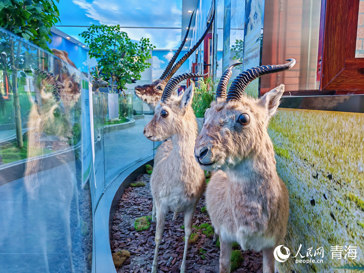 王中王四不像圖必中一肖——揭秘彩票背后的秘密，揭秘彩票背后的秘密，王中王四不像圖必中一肖的真相探索