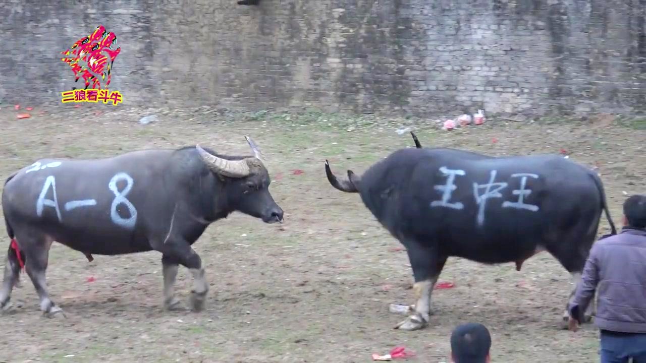 王中王一肖三碼生活幽默，探尋生活中的樂(lè)趣與智慧，王中王一肖三碼，探尋生活的樂(lè)趣與智慧，幽默詮釋生活點(diǎn)滴